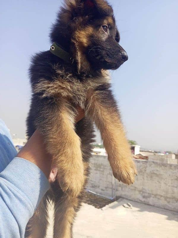 gsd long cord puppy urgent sail 1