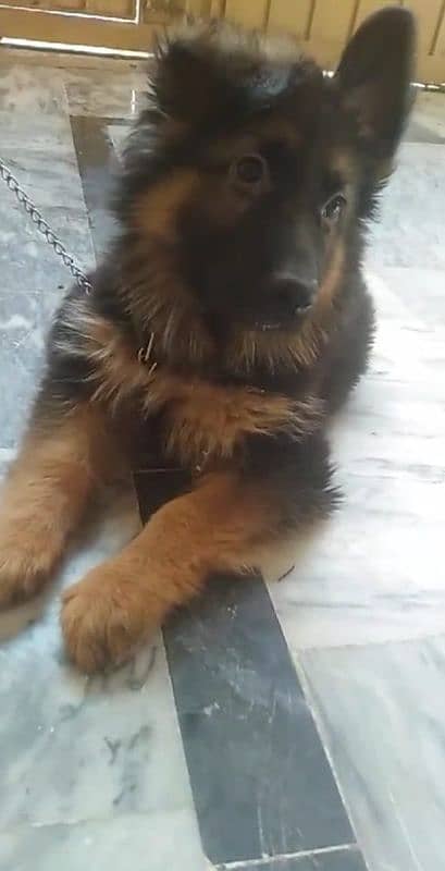 gsd long cord puppy urgent sail 2