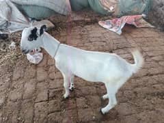 barbari goat Path 6 month AGe