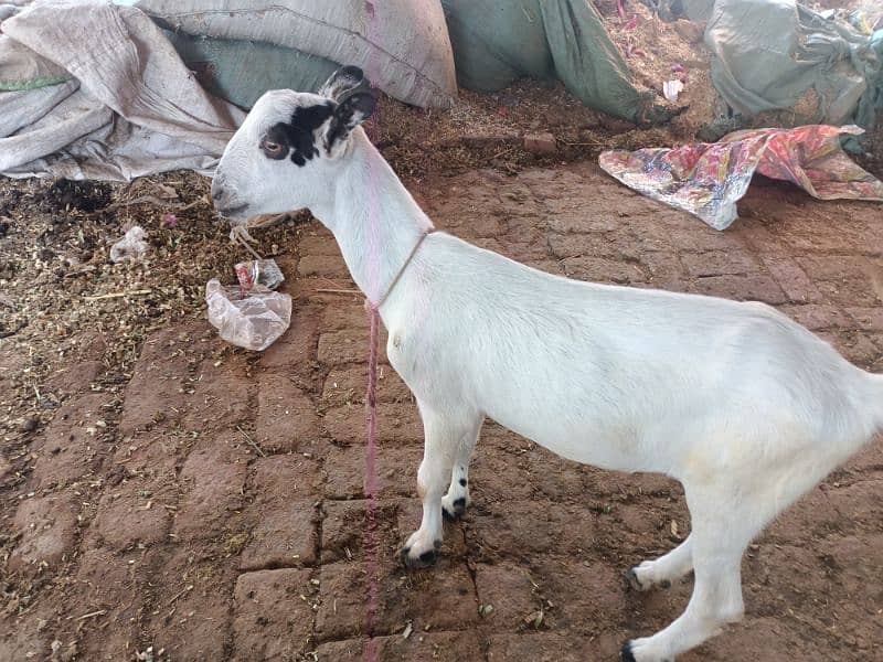 barbari goat Path 6 month AGe 1