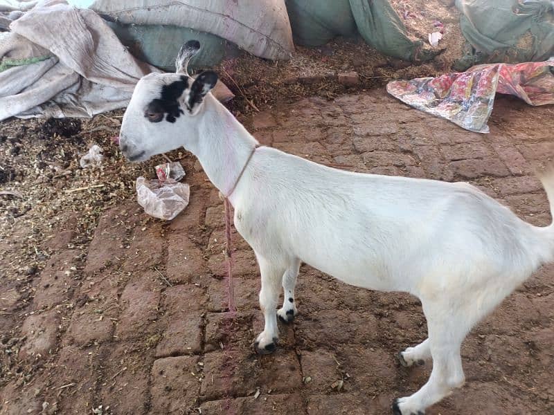 barbari goat Path 6 month AGe 2