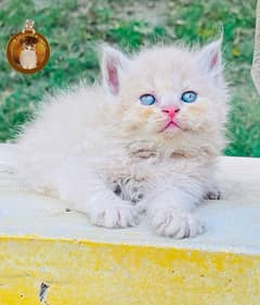 Bombastic Quality Persian kittens 0