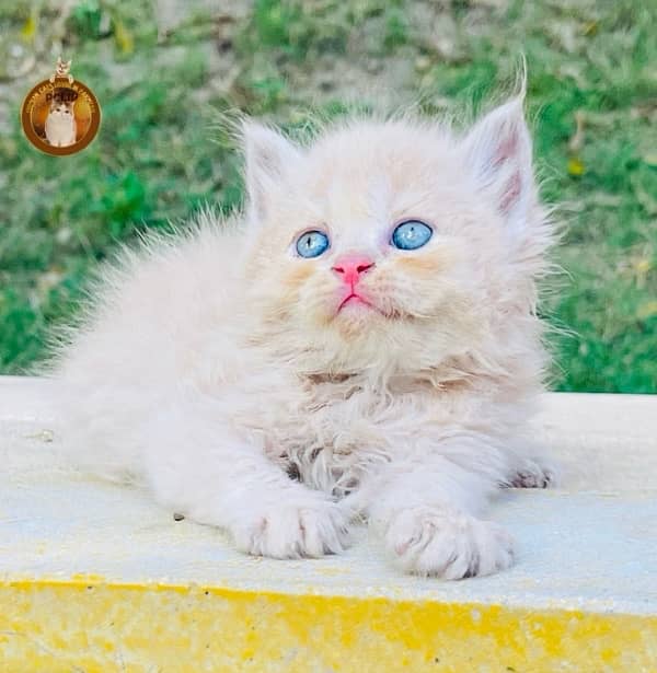 Bombastic Quality Persian kittens 1