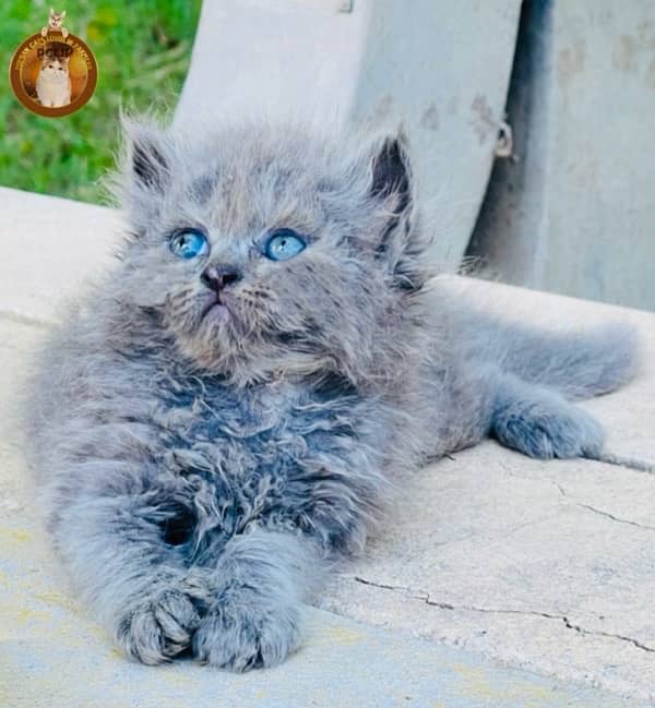 Bombastic Quality Persian kittens 2