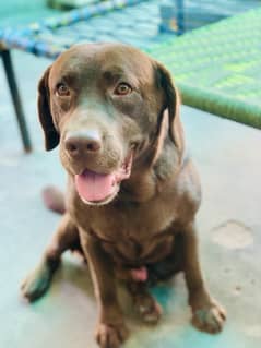 Chocolate Labrador male olny for matting