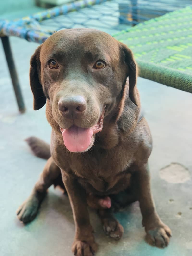 Chocolate Labrador male olny for matting 1