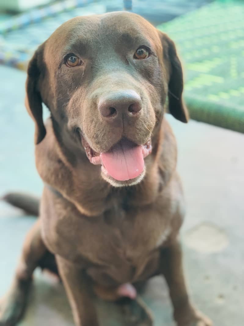 Chocolate Labrador male olny for matting 2