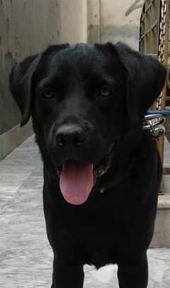 Labrador non pedigree for sale