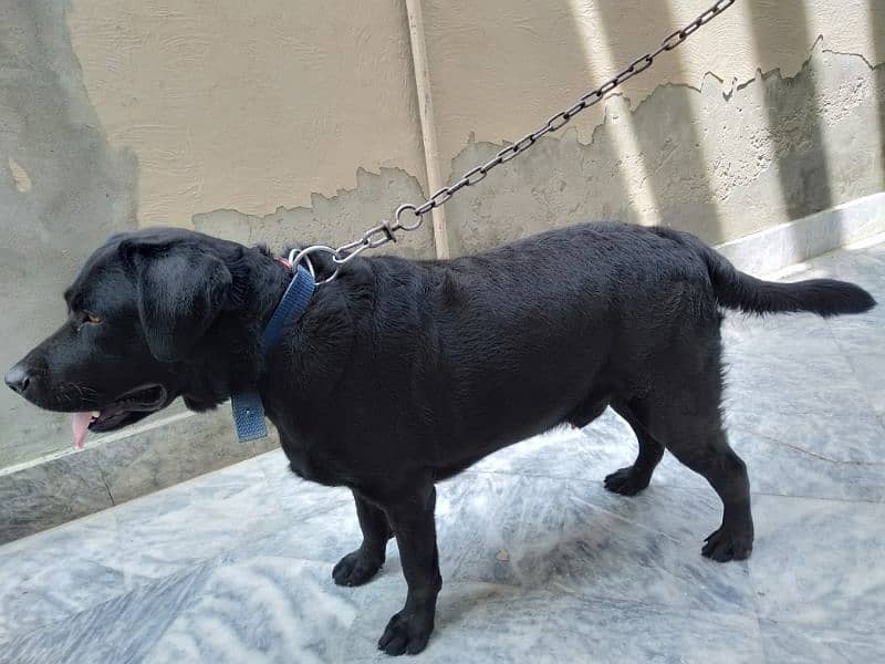 Labrador non pedigree for sale 1