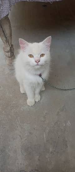 parshean male cat