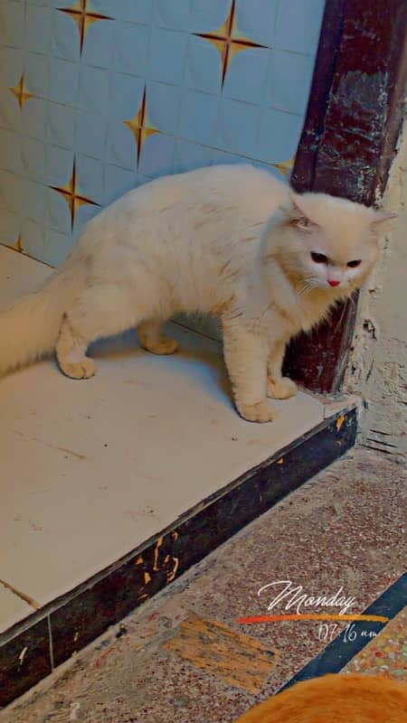 pershion cat male active white colour 0