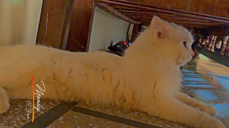 pershion cat male active white colour 1