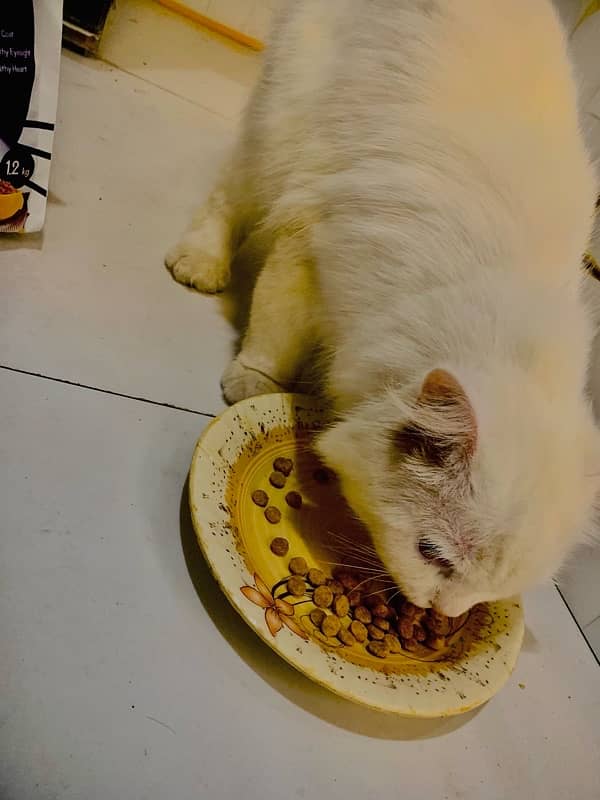 pershion cat male active white colour 2