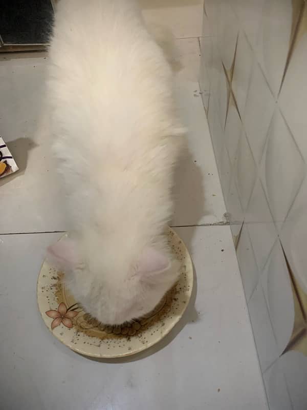 pershion cat male active white colour 5