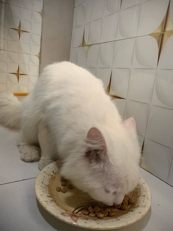 pershion cat male active white colour 6