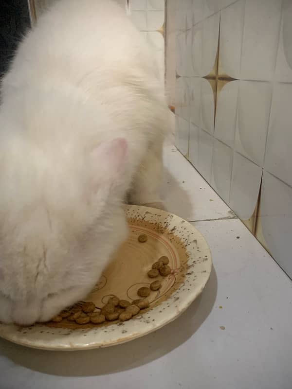 pershion cat male active white colour 7