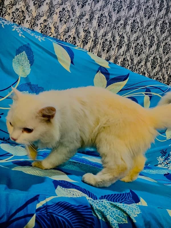 pershion cat male active white colour 8