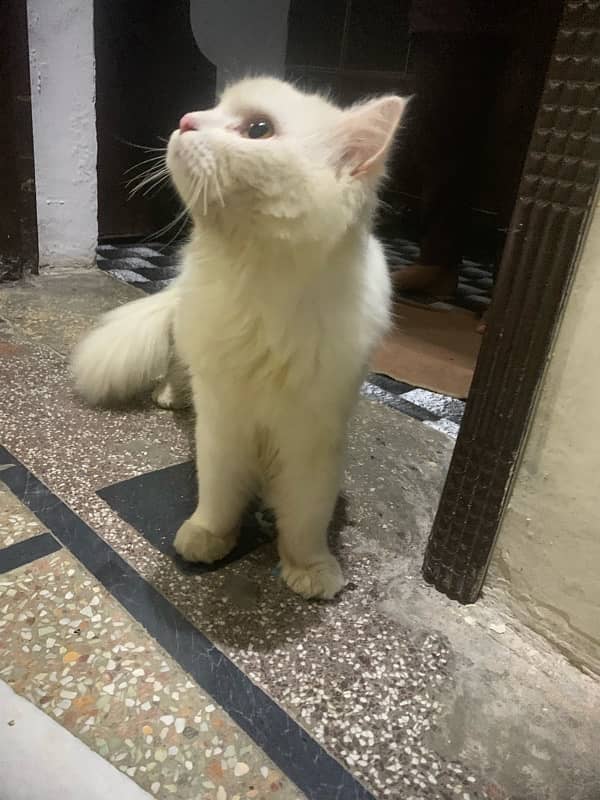 pershion cat male active white colour 11