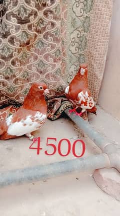 Lal khal guldar breedr pair + bharti chinary best pair pigeons kabotar