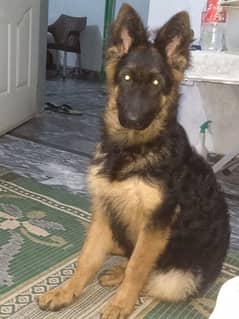 German Shepherd non pedigree