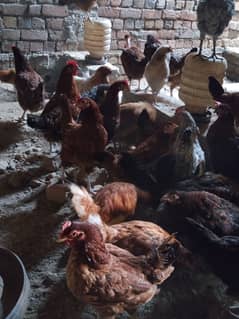 Golden Misri Egg laying Hens for Sale. 0