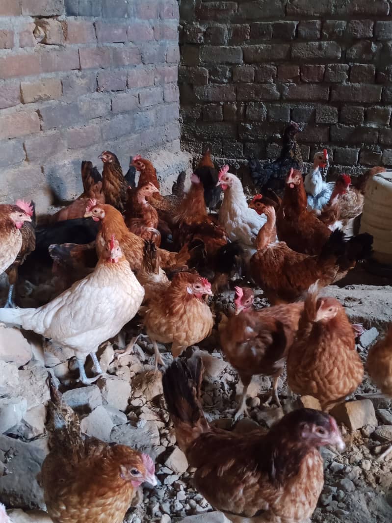 Golden Misri Egg laying Hens for Sale. 1