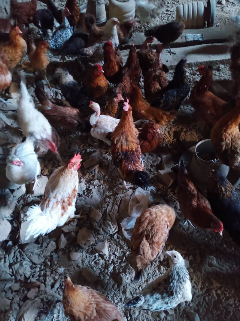 Golden Misri Egg laying Hens for Sale. 4