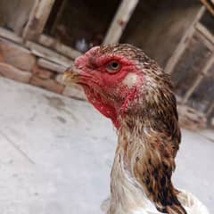 Aseel shamo for sale female