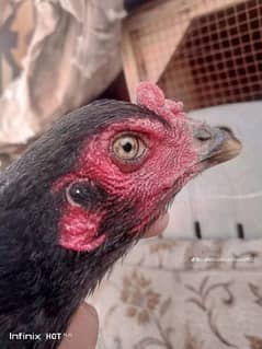 Thai and vait  fertile eggs  for sale 0