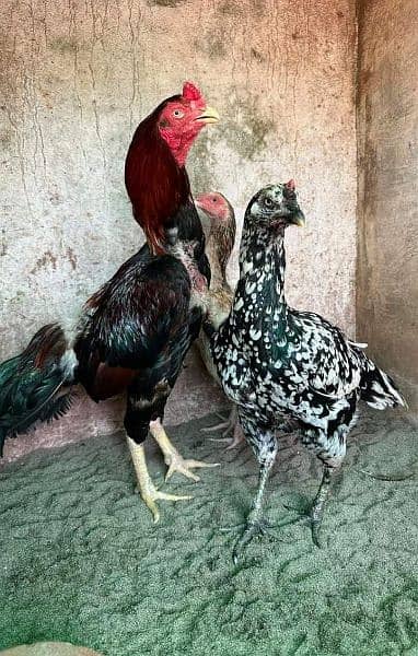 Thai and vait  fertile eggs  for sale 3