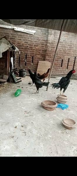 Thai and vait  fertile eggs  for sale 5