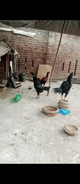 Thai and vait  fertile eggs  for sale 8