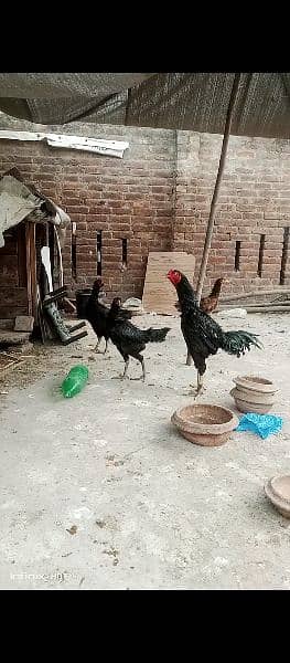 Thai and vait  fertile eggs  for sale 9