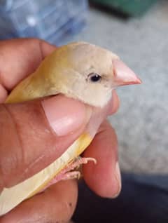 gouldian finch split blue confirmed