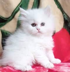 Adorable Black & White Persian Kitten for Sale 0