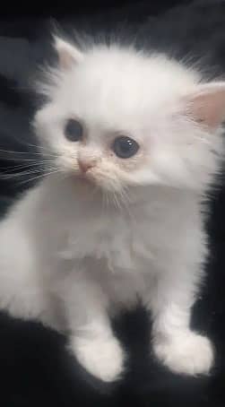 Adorable Black & White Persian Kitten for Sale 1