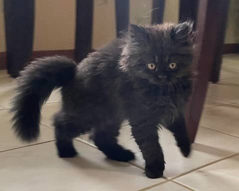 Adorable Black & White Persian Kitten for Sale 4