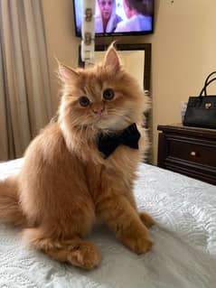 Triple coat persian kitten