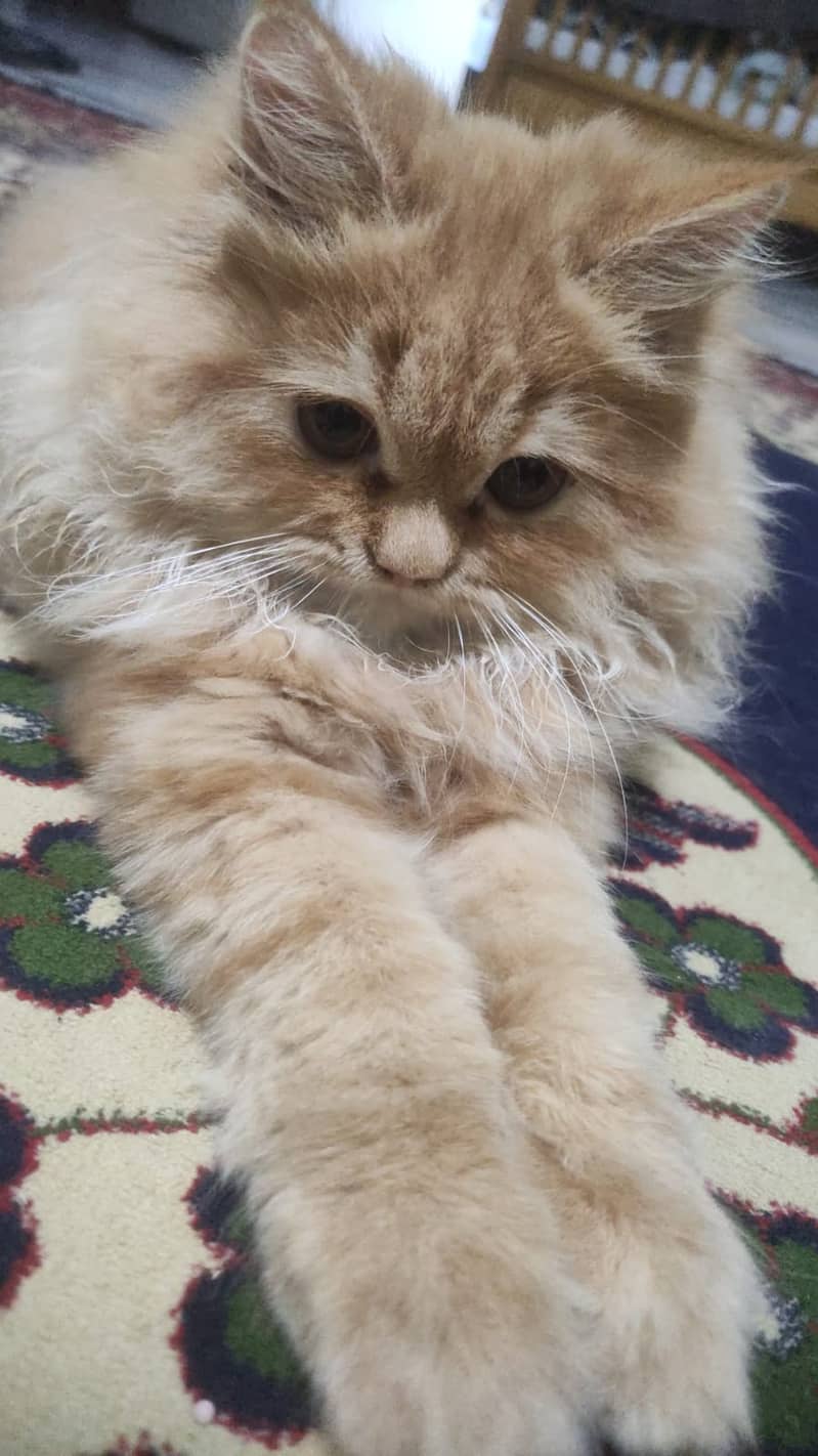 Triple coat persian kitten 2