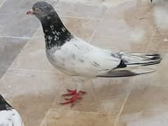 Male Pigeon for Sale Urgently