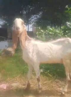 bakri