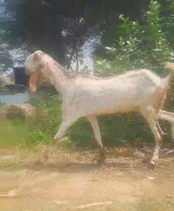 Bakra/bakri Ghben 3