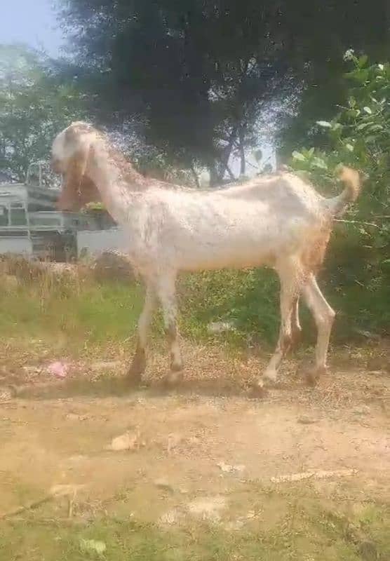 Bakra/bakri Ghben 5