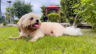 shihtzu  china breed 0