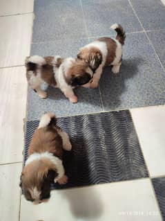 shih tzu puppies for sale