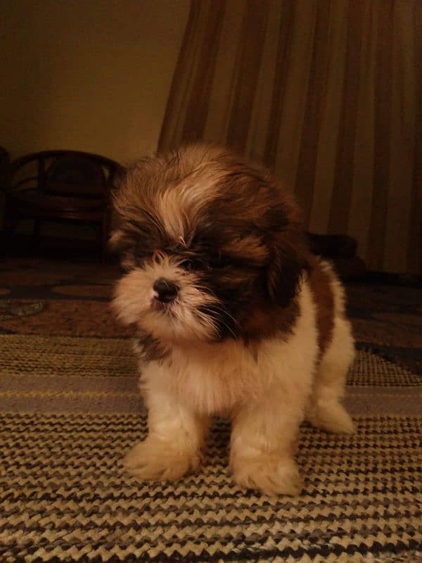 shih tzu puppies for sale 1