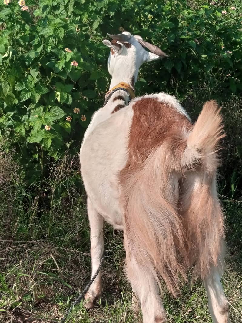 Bakari for sale dusara sova sahat male Bacha  tazi soi ha 5