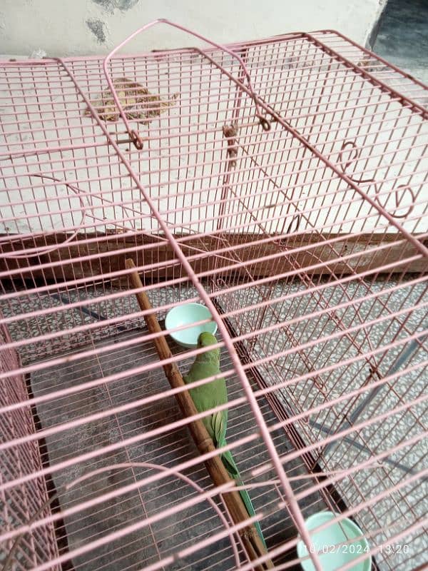 green          parrot male fr sale 1