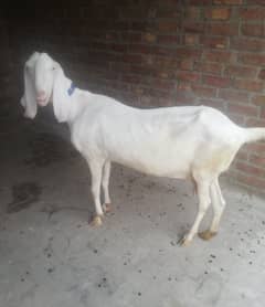 Rajanpuri Bakri / Rajanpuri Goat /بکری / Goat for sale / white bakri 0