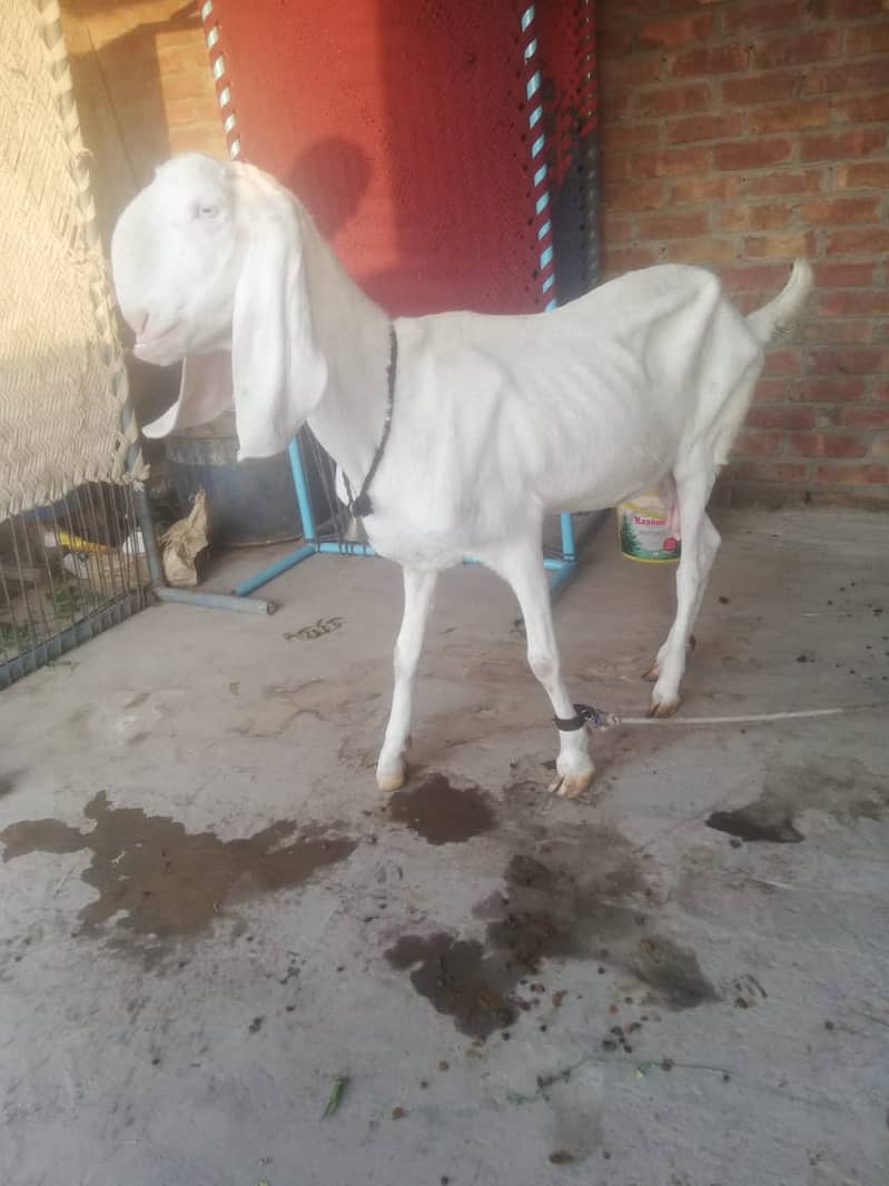 Rajanpuri Bakri / Rajanpuri Goat /بکری / Goat for sale / white bakri 1